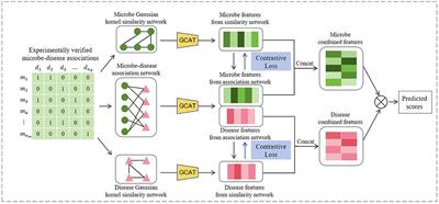 Predicting microbe-disease associations via graph neural network and contrastive learning